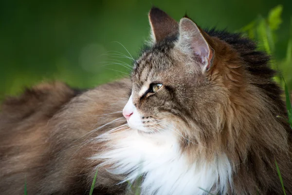 Close Beautiful Fluffy Norwegian Forest Cat Looking Forward Profile View — 스톡 사진