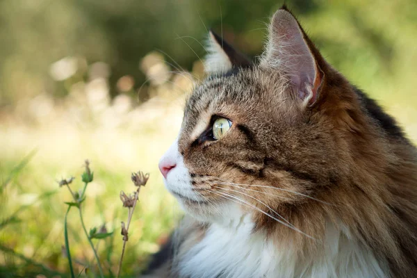Närbild Vacker Fluffig Norsk Skogkatt Blickar Framåt Profilbild Cat Portrait — Stockfoto