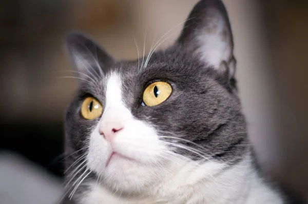 Close Gato Fêmea Bonito Branco Cinza Com Olhos Laranja Amarelo — Fotografia de Stock