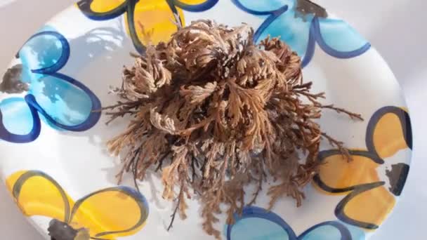 Time-lapse att öppna Rose of Jericho i en färgglad platta med lite vatten. Återuppståndelseanläggning (Selaginella lepidophylla) — Stockvideo