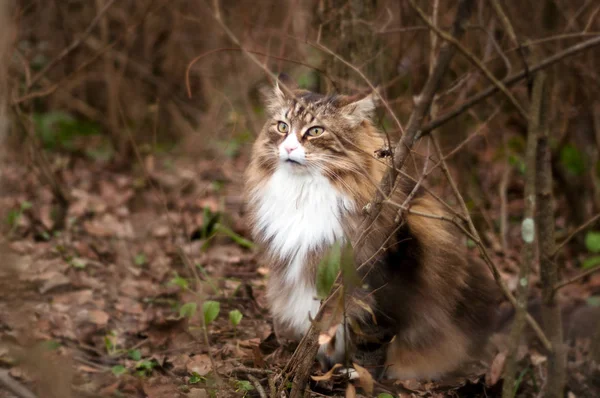 Close Beautiful Fluffy Norwegian Forest Cat Looking Camera Sitting Bushes — 스톡 사진