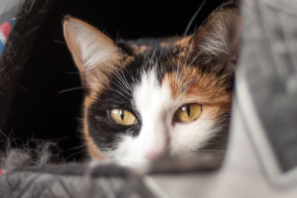 Close Van Een Mooie Huiselijke Driekleurige Kat Ligt Haar Bed — Stockfoto