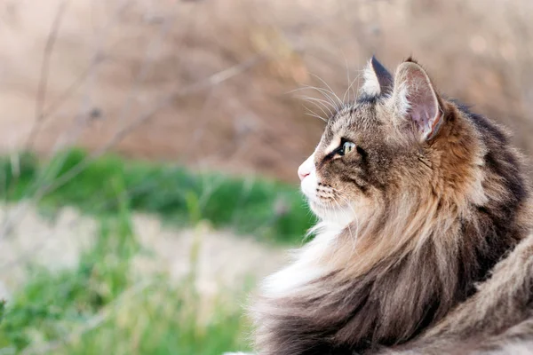 Primo Piano Bel Gatto Della Foresta Norvegese Soffice Attesa Vista — Foto Stock