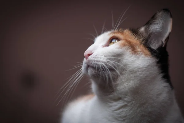 Güzel Bir Kedisinin Portresi Pencerenin Yanındaki Yatağında Yatıyor Sarı Gözler — Stok fotoğraf