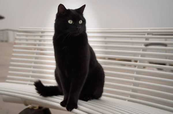 Mooie Grote Zwarte Kat Met Witte Punt Van Staart Zittend — Stockfoto