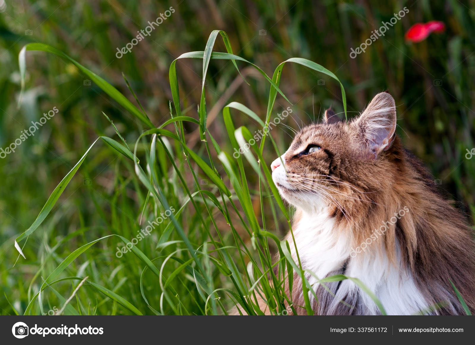 Norwegian Tall Cat Breeds Close Beautiful Tabby Norwegian Forest