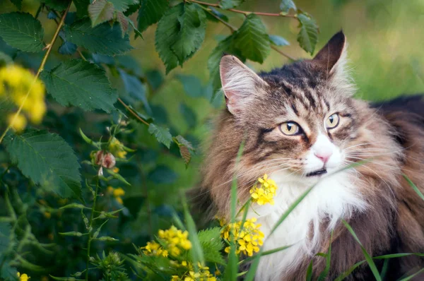Close Face Tabby Norwegian Forest Cat Grass Yellow Flowers Him — 스톡 사진
