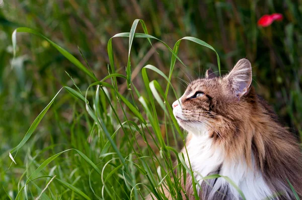 背の高い草の上に美しいノルウェーの森林猫のクローズアップ プロフィール肖像画 ロイヤリティフリーのストック写真