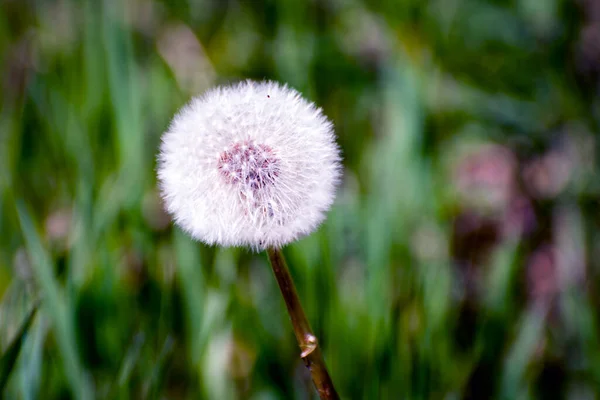 Krásná Bílá Pampeliška Semínka Jarním Slunci Zeleném Pozadí — Stock fotografie