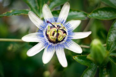 close up of a colorful passionflower flower.