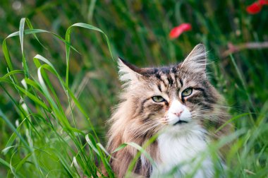 close-up of a face of a norwegian forest cat in the lall grass. red flowers behind him