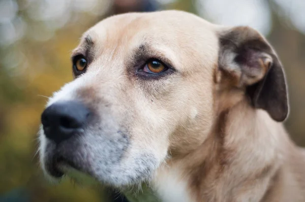 Portrait Dog Sitting Outdoor — ストック写真