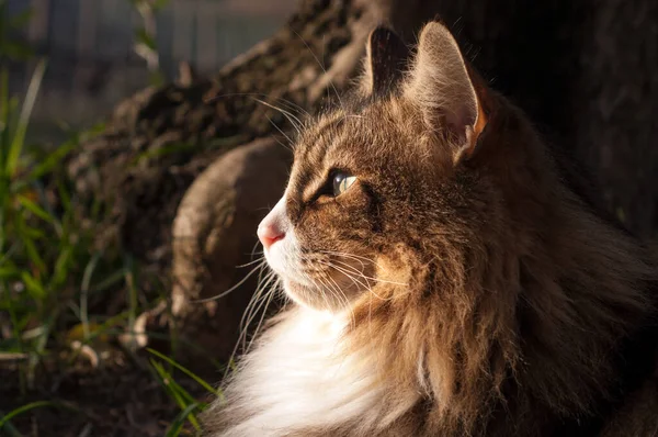 close up of a face of a sun-kissed profile of a norwegian forest cat sitting outdoor