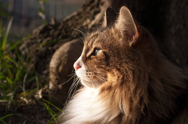 Zbliżenie Twarz Słońce Pocałował Profil Norweski Leśny Kot Siedzi Zewnątrz — Zdjęcie stockowe