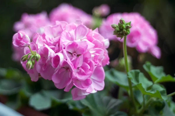 Zbliżenie Kwiatów Geranium Różowy — Zdjęcie stockowe