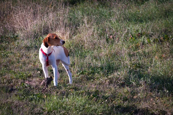 Beau Chiot Blanc Brun Debout Sur Chemin Entouré Herbe Verte — Photo