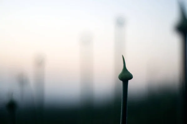 Bulanık gri arka planda çiçek açan soğan tomurcukları. Sisli bir günde seçici yumuşak odaklanma. Kırılganlık, Yalnızlık