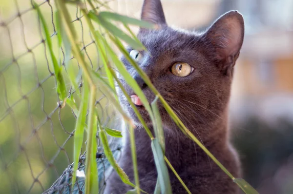 可愛い灰色の猫がどこかで草を舐めてた 背景の保護網 面白い顔 好奇心 集中力 ロイヤリティフリーのストック画像