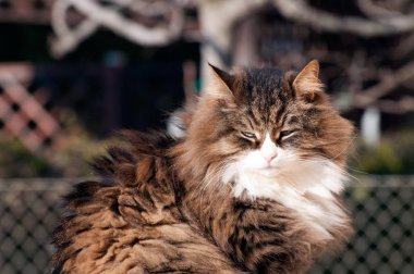 Yumuşak kedi dışarıda oturuyor.