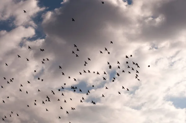 成群的鸟儿在天空中迎着云彩飞 飞鸟的轮廓 自由概念 — 图库照片