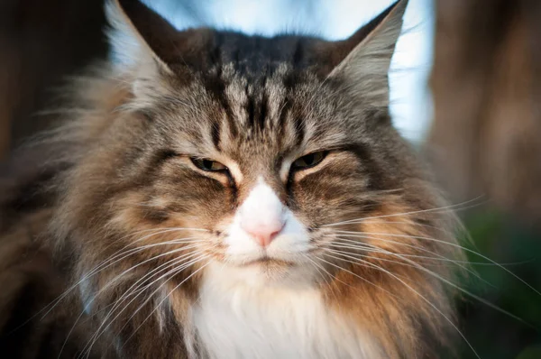 Primer Plano Cara Gato Aire Libre Retrato Gato Bosque Noruego —  Fotos de Stock