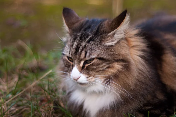 야외에서 고양이 얼굴을 클로즈업한 Norwegian Forest Cat Portrait — 스톡 사진