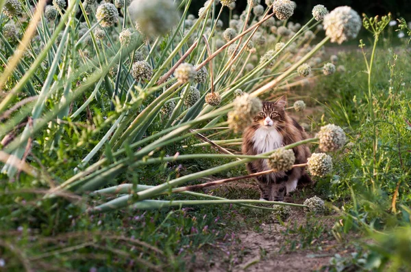 Krásná Norská Lesní Kočka Kráčí Amonf Velké Cibule Bílé Květy — Stock fotografie