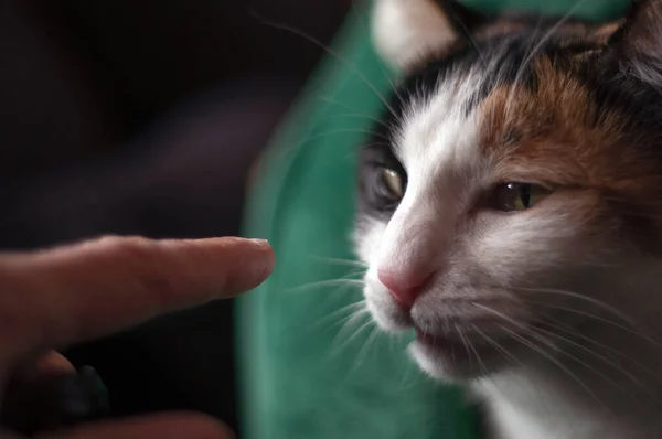 Gato Tricolor Fêmea Olhando Para Dedo Humano Brincar Aos Gatos — Fotografia de Stock