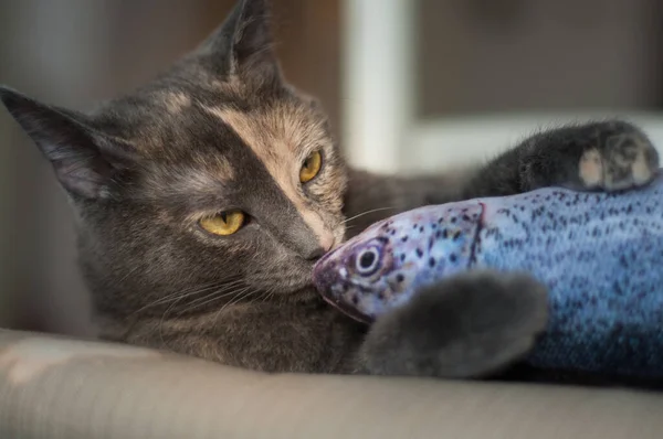 Twee Kleuren Gezicht Kat Spelen Met Een Vis Speelgoed — Stockfoto