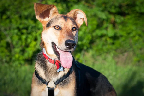 Açık havada güzel bir dişi köpeğin portresi. Evcil hayvan hayatı.