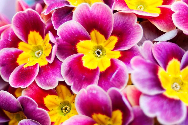 Güzel mor ve sarı inek ayağı