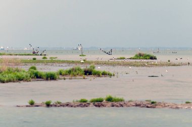 Gorino yakınlarındaki İtalyan manzarası, su kuşları için cennet.