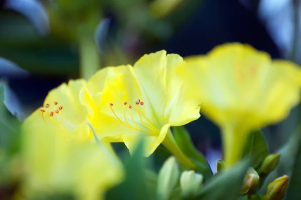 Närbild Fyra Vackra Gula Blommor — Stockfoto