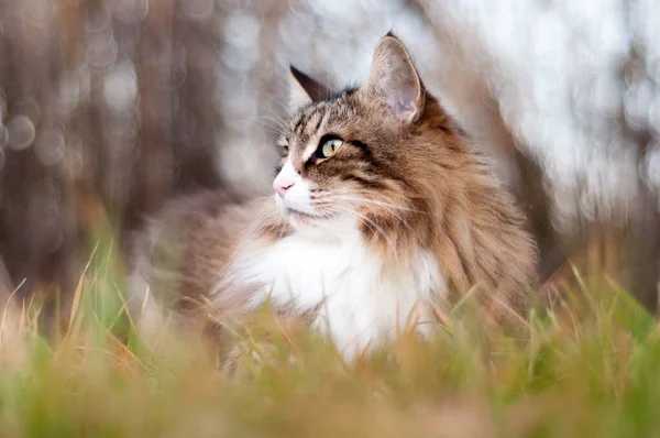 Portrait Beautiful Fluffy Norwegian Forest Cat Looking Far Sitting Tree — Stock Photo, Image