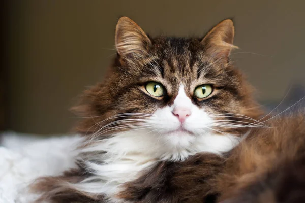 非常に長いひげと眉毛を持つ美しいふわふわの猫の肖像画 ストック写真