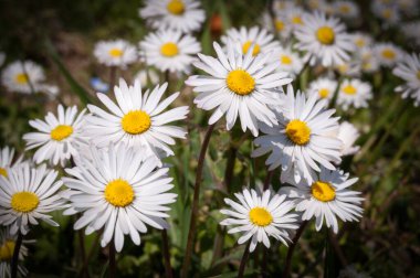 Bir sürü güzel çilek meyvesinin yakın çekimi.