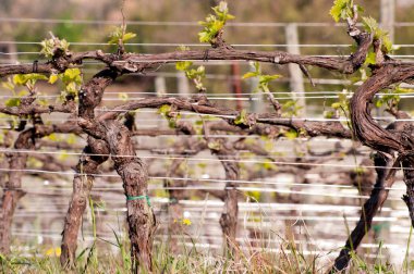 İtalya 'da baharda üzüm bağları