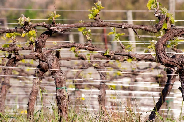 İtalya 'da baharda üzüm bağları