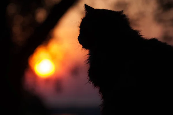Silhouet Van Een Kat Bij Zonsopgang Die Zon Ziet Opkomen — Stockfoto