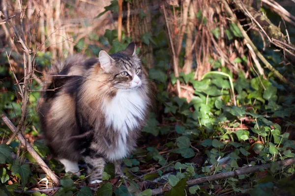 Gatto Della Foresta Norvegese Natura — Foto Stock