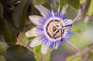Arazide güzel bir tutku çiçeği