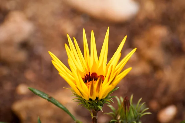 庭の美しい黄色の春の花 — ストック写真