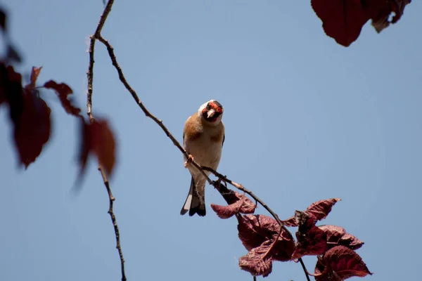 Belo Goldfinch Descansando Galho Árvore Jardim Uma Casa Campo Beleza — Fotografia de Stock