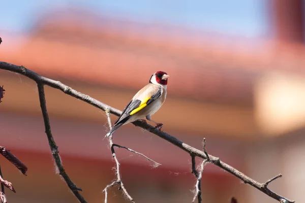 美丽的金翅雀栖息在乡间房子花园的树枝上 大自然的美丽 自由动物 — 图库照片