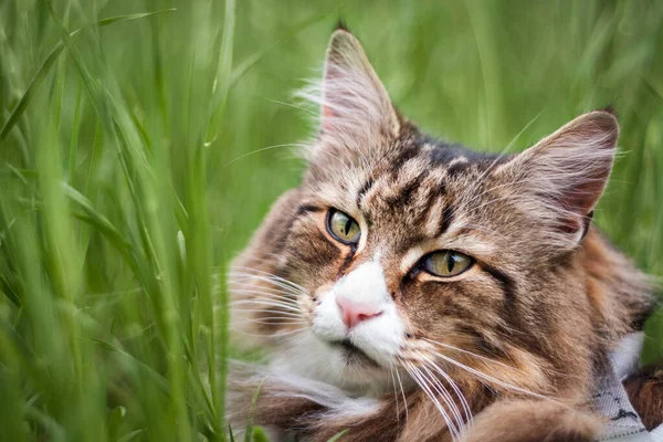 아름다운 북부의 고양이의 — 스톡 사진