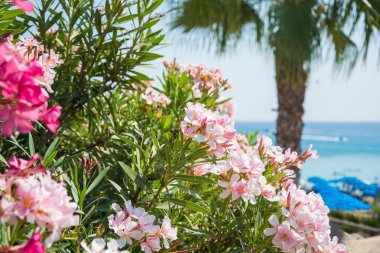 Pembe çiçekler, palmiye ağacı ve Deniz Manzaralı Kıbrıs sahil