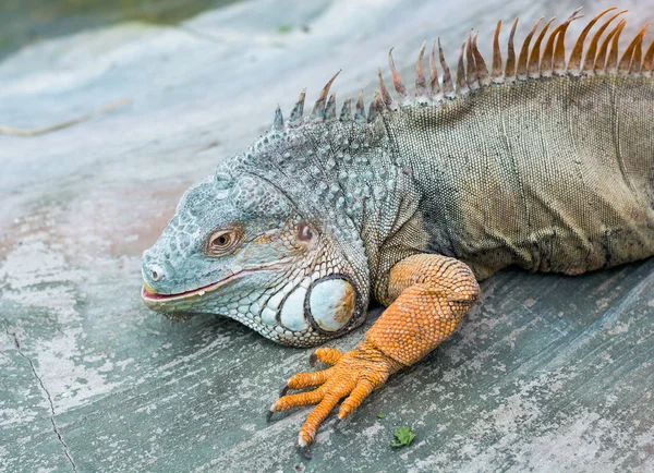 Iguana da América do Sul — Fotografia de Stock