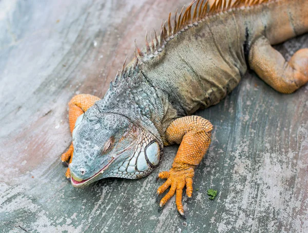 Güney Amerika'dan Iguana — Stok fotoğraf