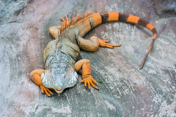 Iguana da América do Sul — Fotografia de Stock
