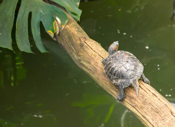 Slider dalle orecchie rosse - tartaruga semiacquatica di medie dimensioni . — Foto Stock